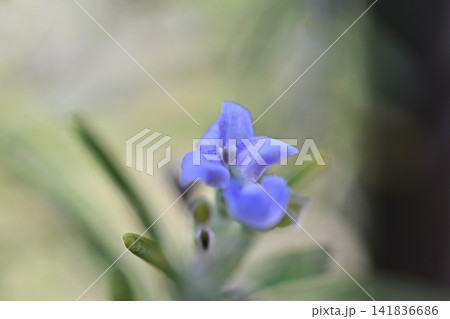 やわらかな光の中で可憐に咲くローズマリーの花 やわらかな光の中で可憐に咲くローズマリーの花 141836686