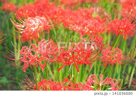 巾着田曼珠沙華公園 一面に咲く曼珠沙華(彼岸花)(埼玉県日高市) 巾着田曼珠沙華公園 一面に咲く曼珠沙華(彼岸花)(埼玉県日高市) 141836880