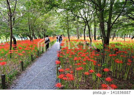 巾着田曼珠沙華公園 一面に咲く曼珠沙華(彼岸花)(埼玉県日高市) 巾着田曼珠沙華公園 一面に咲く曼珠沙華(彼岸花)(埼玉県日高市) 141836887