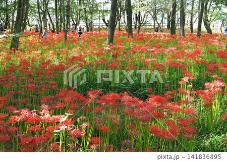 巾着田曼珠沙華公園 一面に咲く曼珠沙華(彼岸花)(埼玉県日高市) 巾着田曼珠沙華公園 一面に咲く曼珠沙華(彼岸花)(埼玉県日高市) 141836895