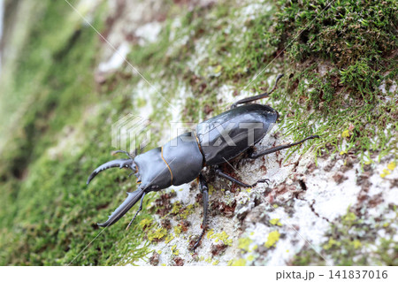 チョウセンヒラタクワガタ 141837016