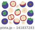 Mangosteen collection in various variants. Mangosteen set with whole fruit and pieces. Longitudinal and transverse sections of tropical fruit mangosteen 141837283