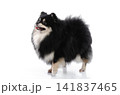 Side view of cute black and tan Pomeranian dog standing and looking up isolated on white background. 141837465