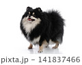 Three quarter portrait of a joyful tri-color Pomeranian dog with open mouth isolated on white background. 141837466