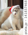 Full body vertical portrait of cute fluffy Siberian Husky puppy wearing red Santa hat for Christmas. 141837468
