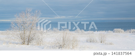 Snow covered coast with frozen trees near blue sea in winter, minimalistic landscape with copy space Snow covered coast with frozen trees near blue sea in winter, minimalistic landscape with copy space 141837564