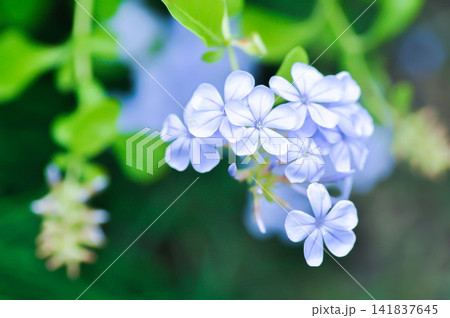 cape leadwort, PLUMBAGINACEAE or Plumbago auriculata Lam or blue flower cape leadwort, PLUMBAGINACEAE or Plumbago auriculata Lam or blue flower 141837645
