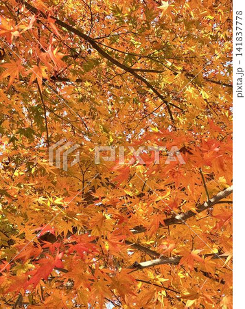 紅葉したモミジ 紅葉したモミジ 141837778