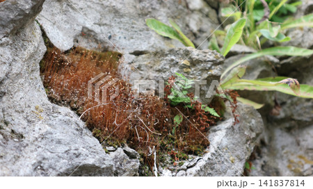 Reddish-Brown Moss Sporophytes and Tiny Fern Thriving in a Rocky Cleft 141837814