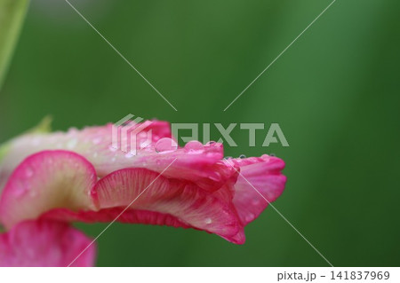 雨に濡れたグラジオラスの花 141837969