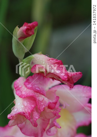 雨に濡れたグラジオラスの花 雨に濡れたグラジオラスの花 141837972