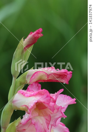 雨に濡れたグラジオラスの花 雨に濡れたグラジオラスの花 141837974