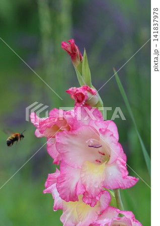雨に濡れたグラジオラスの花 雨に濡れたグラジオラスの花 141837978