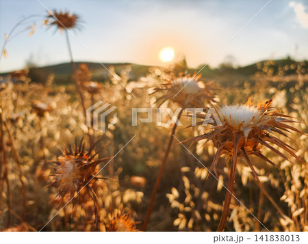 Dry Thistles in a Rural Field at Sunset Dry Thistles in a Rural Field at Sunset 141838013