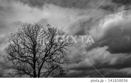 Silhouette of dead tree beneath dramatic dark storm cloud in black and white. Haunting Halloween background that symbolizes death, loneliness, despair, mystery, gothic horror, and emotional isolation. Silhouette of dead tree beneath dramatic dark storm cloud in black and white. Haunting Halloween background that symbolizes death, loneliness, despair, mystery, gothic horror, and emotional isolation. 141838056