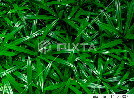 Fresh green pandan leaves natural texture background. Aromatic culinary herb pattern for organic food, botanical design, wellness and nature themed. Organic lifestyle, landscaping and eco design. 141838073