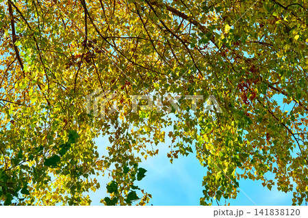 Calmness of fresh autumn colored branches, leaves 141838120