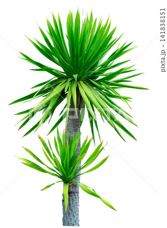 Dracaena cochinchinensis isolated on white background with vibrant green foliage, ornamental subtropical tree for landscaping, botanical collection, garden decoration and professional plant cutout. 141838151