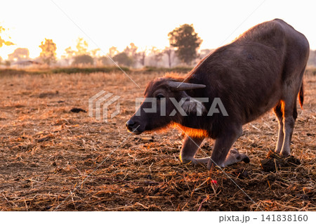 Swamp buffalo at a harvested rice field in Thailand. Young buffalo knee down on ground at farm in the morning with sunlight. Domestic water buffalo in Southeast Asia. Domestic animal in countryside. Swamp buffalo at a harvested rice field in Thailand. Young buffalo knee down on ground at farm in the morning with sunlight. Domestic water buffalo in Southeast Asia. Domestic animal in countryside. 141838160