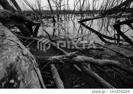Dead tree in flooded forest. Environmental crisis from climate change. Dark background for death, sad, and hopless. Disaster from deforestation. Tree dead from climate change problem. Sad nature. 141838284
