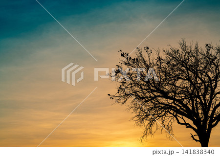 Silhouette of a leafless tree against a golden sunset sky with large copy space, creating a peaceful nature background for hope, spirituality, meditation and inspirational design concepts. Silhouette of a leafless tree against a golden sunset sky with large copy space, creating a peaceful nature background for hope, spirituality, meditation and inspirational design concepts. 141838340
