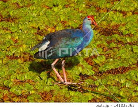 セイケイ(Purple Swamphen) セイケイ(Purple Swamphen) 141838363