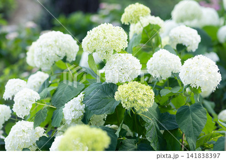 白い紫陽花 白い紫陽花 141838397