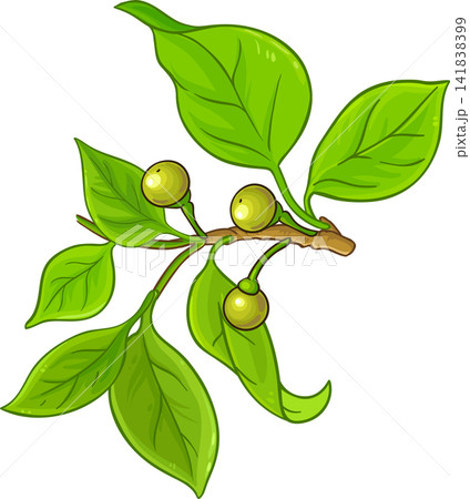Camphor Branch Colored Detailed Illustration. Camphor Branch Colored Detailed Illustration. 141838399