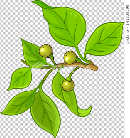 Camphor Branch Colored Detailed Illustration. Camphor Branch Colored Detailed Illustration. 141838399