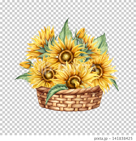 Watercolor sunflowers bouquet in rustic wicker basket. Hand drawn illustration with bright yellow flower heads, green leaves. Warm seasonal composition isolated from background for cards, printing 141838425