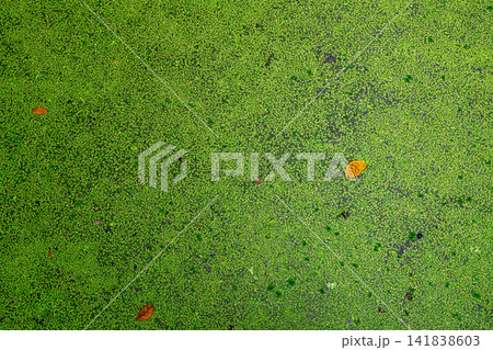 Top view of green fresh duckweed and dry leaves floating on water in pond. Protein plant for feed fish. Recirculating aquaculture system by duckweed. Duckweed grow-out pond. Green small plant in water Top view of green fresh duckweed and dry leaves floating on water in pond. Protein plant for feed fish. Recirculating aquaculture system by duckweed. Duckweed grow-out pond. Green small plant in water 141838603