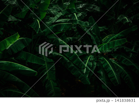 Banana green leaves on dark background. Banana leaf in tropical garden. Green leaves with beautiful pattern in tropical jungle. Natural plant in tropical garden. Nature background. Greenery wallpaper. Banana green leaves on dark background. Banana leaf in tropical garden. Green leaves with beautiful pattern in tropical jungle. Natural plant in tropical garden. Nature background. Greenery wallpaper. 141838631