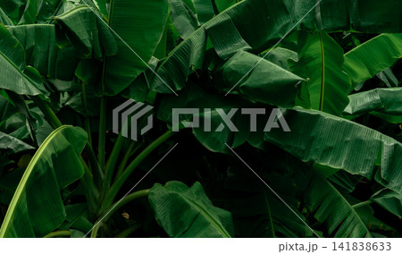 Banana green leaves on dark background. Banana leaf in tropical garden. Green leaves with beautiful pattern in tropical jungle. Natural plant in tropical garden. Nature background. Greenery wallpaper. Banana green leaves on dark background. Banana leaf in tropical garden. Green leaves with beautiful pattern in tropical jungle. Natural plant in tropical garden. Nature background. Greenery wallpaper. 141838633