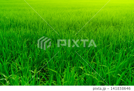 Rice plantation. Green rice paddy field. Organic rice farm in asia. Rice growing agriculture. Green paddy field. Paddy-sown ricefield cultivation. Asian food. Green grass leaves with raindrops. Rice plantation. Green rice paddy field. Organic rice farm in asia. Rice growing agriculture. Green paddy field. Paddy-sown ricefield cultivation. Asian food. Green grass leaves with raindrops. 141838646