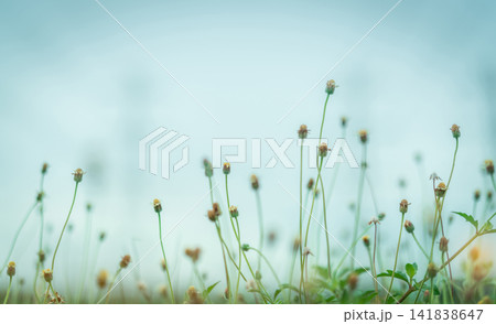 Selective focus grass flower in the garden on blurred background of grass flower field. Small grass flower with green leaves. Dreamy background. Gentle and mild plant with foggy. Fragile life concept. 141838647