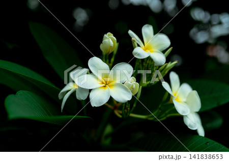 Closeup Frangipani flowers with green leaves on blurred bokeh background. White Plumeria flower bloom in the garden. Tropical plant. Gentle white petal and yellow in center of flower. Spa wallpaper. Closeup Frangipani flowers with green leaves on blurred bokeh background. White Plumeria flower bloom in the garden. Tropical plant. Gentle white petal and yellow in center of flower. Spa wallpaper. 141838653