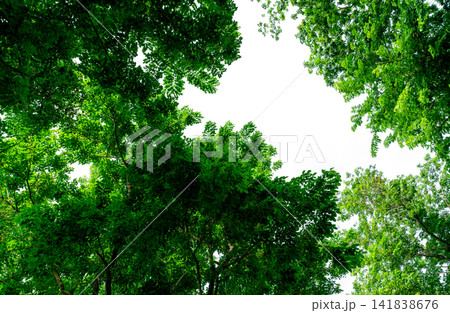 Selective focus on tree with green leaves against clear white sky. Tree with green leaves on sunny day. Bush of tree with twig and shaft. Fresh environment in park. Green plant give oxygen in garden. Selective focus on tree with green leaves against clear white sky. Tree with green leaves on sunny day. Bush of tree with twig and shaft. Fresh environment in park. Green plant give oxygen in garden. 141838676