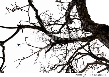 Bottom view of dead tree and disorganized branches isolated on white background. Death, hopeless, despair,sad, and lament concept. Halloween day background. Dead tree branch for graphic design. Bottom view of dead tree and disorganized branches isolated on white background. Death, hopeless, despair,sad, and lament concept. Halloween day background. Dead tree branch for graphic design. 141838684