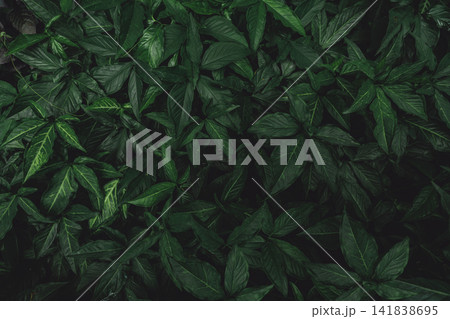 Selective focus on dark green leaves in the garden. Emerald green leaf texture. Nature abstract background. Tropical forest. Above view of dark green leaves with natural pattern. Tropical plant. Selective focus on dark green leaves in the garden. Emerald green leaf texture. Nature abstract background. Tropical forest. Above view of dark green leaves with natural pattern. Tropical plant. 141838695