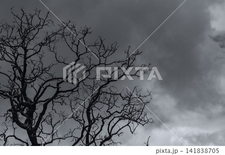Silhouette dead tree on dark dramatic sky and gray clouds. Dark sky and dead tree background for Halloween day. Dead tree branches frame with space. Leafless tree. Background for sad and lonely moment Silhouette dead tree on dark dramatic sky and gray clouds. Dark sky and dead tree background for Halloween day. Dead tree branches frame with space. Leafless tree. Background for sad and lonely moment 141838705