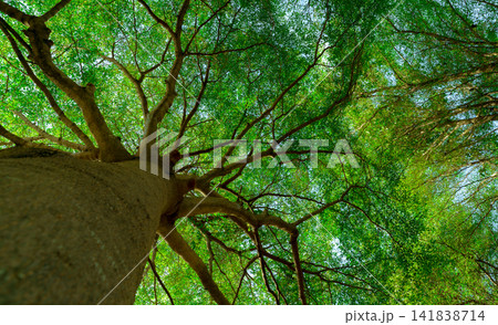 Bottom view of tree trunk to green leaves of big tree in tropical forest with sunlight. Fresh environment in park. Green plant give oxygen in summer garden. Forest tree with small leaves on sunny day. Bottom view of tree trunk to green leaves of big tree in tropical forest with sunlight. Fresh environment in park. Green plant give oxygen in summer garden. Forest tree with small leaves on sunny day. 141838714