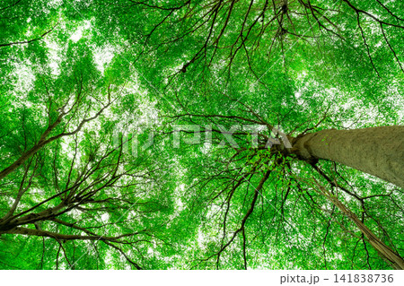 Bottom view of tree trunk to green leaves of tree in tropical forest. Fresh environment in park. Green plant give oxygen in summer garden. Forest is lung for human concept. Breath fresh air concept. 141838736