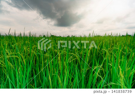 Green rice paddy field. Rice plantation. Organic jasmine rice farm in Asia. Rice growing agricultural farm. Beautiful nature of farmland. Asian food. Paddy field with stormy sky. Plant cultivation. Green rice paddy field. Rice plantation. Organic jasmine rice farm in Asia. Rice growing agricultural farm. Beautiful nature of farmland. Asian food. Paddy field with stormy sky. Plant cultivation. 141838739