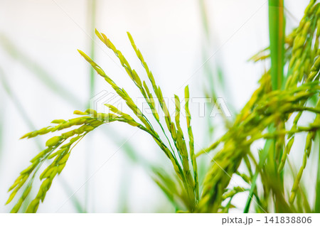 Selective focus on ear of rice. Organic rice farm in Asia. Rice price in the world market concept. Plant cultivation. Research and development rice cultivars for the sustainable agricultural system. Selective focus on ear of rice. Organic rice farm in Asia. Rice price in the world market concept. Plant cultivation. Research and development rice cultivars for the sustainable agricultural system. 141838806