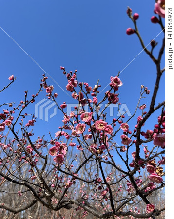 青空に映える梅の花 青空に映える梅の花 141838978