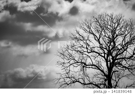 Leafless tree silhouette beneath dramatic storm clouds. Moody natural landscape. Loneliness, solitude, winter season, environmental change, emotional concept and atmospheric weather background. 141839148
