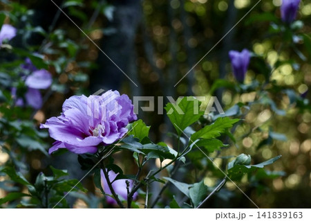 凛と咲くムクゲの花 凛と咲くムクゲの花 141839163