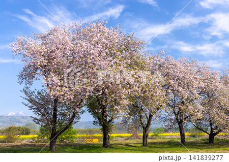 長野県上高井郡小布施町山王島 千曲川ふれあい公園(リバーサイドパーク)の桜並木と残雪の山の景色 長野県上高井郡小布施町山王島 千曲川ふれあい公園(リバーサイドパーク)の桜並木と残雪の山の景色 141839277