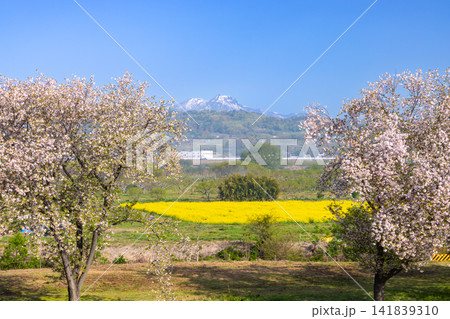 長野県上高井郡小布施町山王島 千曲川ふれあい公園(リバーサイドパーク)の桜と菜の花と残雪の山の景色 長野県上高井郡小布施町山王島 千曲川ふれあい公園(リバーサイドパーク)の桜と菜の花と残雪の山の景色 141839310