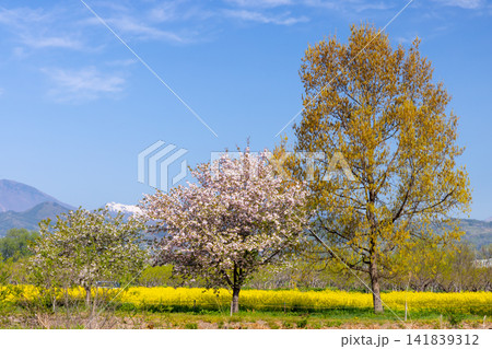 長野県上高井郡小布施町山王島 千曲川ふれあい公園(リバーサイドパーク)の桜と菜の花と残雪の山の景色 長野県上高井郡小布施町山王島 千曲川ふれあい公園(リバーサイドパーク)の桜と菜の花と残雪の山の景色 141839312